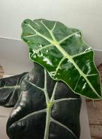 Alocasia Polly (7), Huis en Inrichting, Kamerplanten, Ophalen of Verzenden, Halfschaduw, Minder dan 100 cm