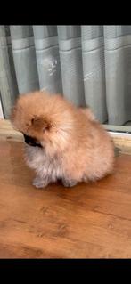 Mini Pomeriaan Reutje pup te koop, Dieren en Toebehoren, Honden | Niet-rashonden, Reu, 8 tot 15 weken, Meerdere, Klein