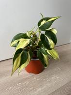 Philodendron cream splash, Huis en Inrichting, Kamerplanten, Ophalen of Verzenden, Overige soorten, Minder dan 100 cm