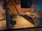 Drie Konings Pythons met terrarium compleet, Dieren en Toebehoren, Ophalen of Verzenden, Zo goed als nieuw, Terrarium of Paludarium