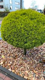 Chamaecyparis lawsoniana 'Stewartii', Tuin en Terras, Planten | Bomen, Ophalen of Verzenden, Bloeit niet, Volle zon, Overige soorten
