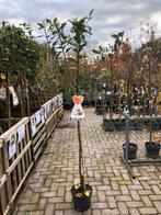 Jonge Fruitboom - James Grieve, Overige soorten, Lente, 100 tot 250 cm, Ophalen