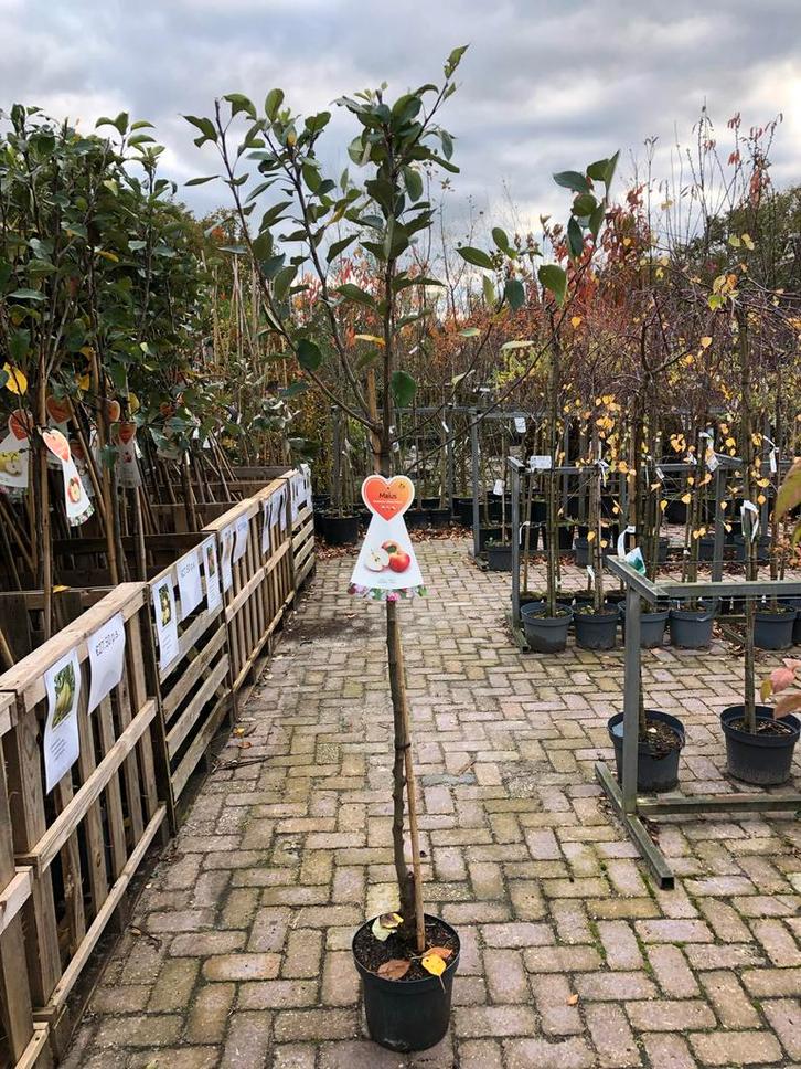 Jonge Fruitboom - James Grieve, Tuin en Terras, Planten | Bomen, Overige soorten, 100 tot 250 cm, Volle zon, Lente, In pot, Ophalen