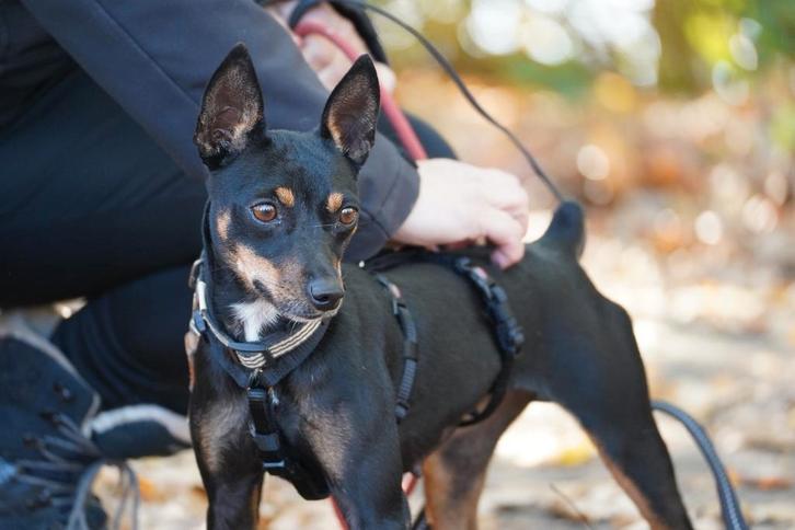 Raisa zoekt een thuis familie asielhondje, Dieren en Toebehoren, Honden | Bulldogs, Pinschers en Molossers, Teef, Overige rassen