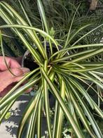 Carex Oshimensis, Ophalen, Bloeit niet, Siergrassen, Halfschaduw