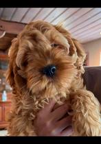Nu !!  ♥️ mini LABRADOODLE  pupjes CUDDLEWELLRANCH ❤️, Overige rassen, CDV (hondenziekte), 8 tot 15 weken, Meerdere