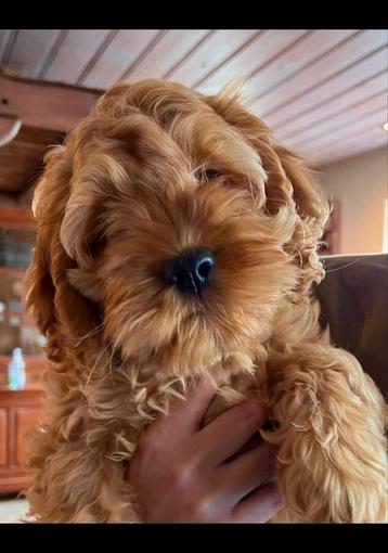 Nu !!  ♥️ mini LABRADOODLE  pupjes CUDDLEWELLRANCH ❤️  beschikbaar voor biedingen