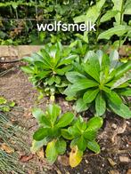 Stekjes van planten / plantjes, Tuin en Terras, Planten | Tuinplanten, Ophalen, Zomer, Overige soorten, Volle zon