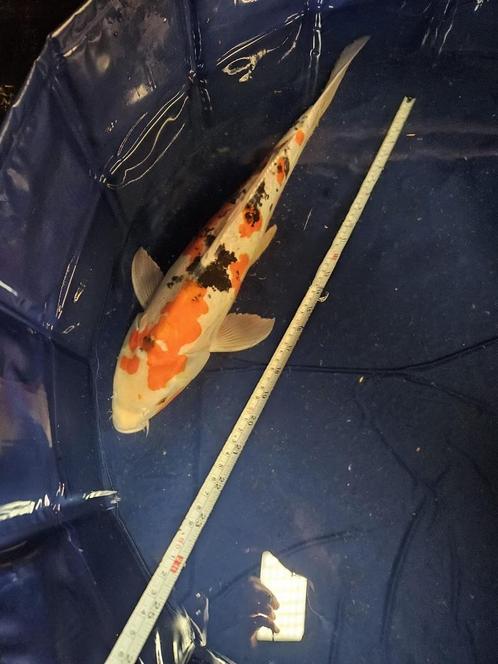 doitsu showa Japanse koi, Dieren en Toebehoren, Vissen | Vijvervissen, Karper of Koi