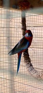 Pennantrosella, Meerdere dieren, Parkiet