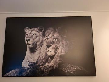 Canvas leeuw met houte lijst