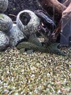 Blue phantom ongv 15cm groot, Dieren en Toebehoren, Vis
