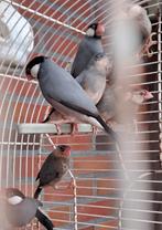 Rijstvogels (wildkleur), Dieren en Toebehoren, Meerdere dieren, Tropenvogel