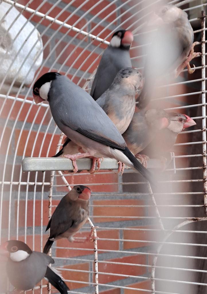 Rijstvogels (wildkleur), Dieren en Toebehoren, Vogels | Overige Vogels, Tropenvogel, Meerdere dieren