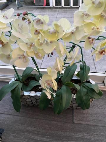 SCHELPEN BLOEMPOT MET ORCHIDEEN. beschikbaar voor biedingen