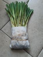 Prei (winter), Groenteplanten, Eenjarig, Ophalen of Verzenden, Bloeit niet