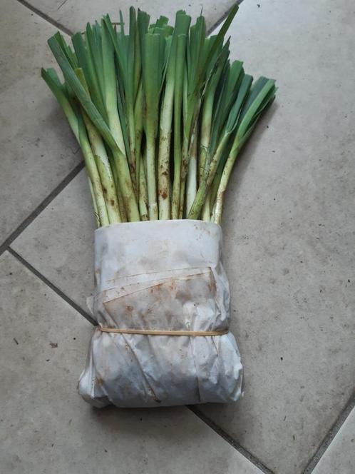 Prei (winter), Tuin en Terras, Planten | Tuinplanten, Eenjarig, Groenteplanten, Halfschaduw, Bloeit niet, Ophalen of Verzenden