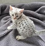 Prachtige bengaal/savannah kittens!!!, Dieren en Toebehoren, Meerdere dieren, Ontwormd
