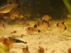 Corydoras panda bodem visjes, Dieren en Toebehoren, Vissen | Aquariumvissen, Vis