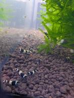Caridina Garnalen, Dieren en Toebehoren, Vissen | Aquariumvissen, Kreeft, Krab of Garnaal, Zoetwatervis