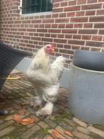 Witte Brahma haan juni 25, Dieren en Toebehoren, Pluimvee, Mannelijk, Kip