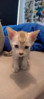 Savannah zuiver ras met STB. Nog één mannetje beschikbaar!, Dieren en Toebehoren, Katten en Kittens | Raskatten | Korthaar, Kater