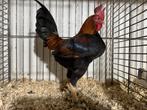 Oud Engelse Vechtkriel, Dieren en Toebehoren, Pluimvee, Meerdere dieren, Kip