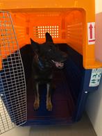 Dog Travel Crate for XL Dogs, Ophalen, Zo goed als nieuw