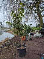 citrus bomen, Tuin en Terras, Planten | Bomen, Overige soorten, 100 tot 250 cm, Zomer, Ophalen