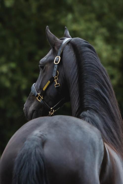 Kwaliteitsvolle lieve Friese hengst, Dieren en Toebehoren, Paarden, Hengst, 3 tot 6 jaar
