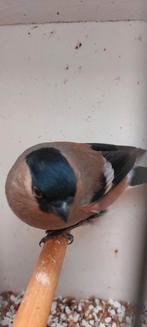 Goudvink  pop 2025 ruilen  wild kleur., Dieren en Toebehoren, Vrouwelijk, Wildzangvogel