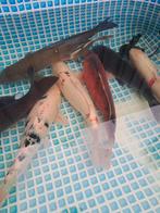 Koi karpers te koop!, Dieren en Toebehoren, Karper of Koi