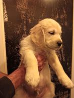 Golden Retriever puppies, Dieren en Toebehoren, Honden | Retrievers, Spaniëls en Waterhonden, Golden retriever, 8 tot 15 weken