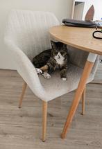 Eettafel stoel TEDDY met houten poten, Huis en Inrichting, Stoelen, Ophalen, Zo goed als nieuw, Wit, Eén