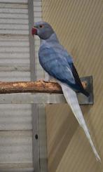 Halsbandparkiet opalinewtkwst, Dieren en Toebehoren, Vrouwelijk, Parkiet, Geringd