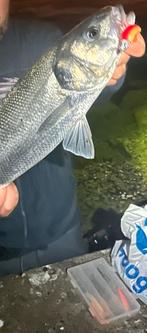 Zeebaars minnows, Watersport en Boten, Ophalen of Verzenden