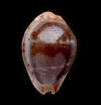 Schelpen: Cypraea androyensis 17,4mm (F++/Gem), Ophalen of Verzenden, Schelp(en)