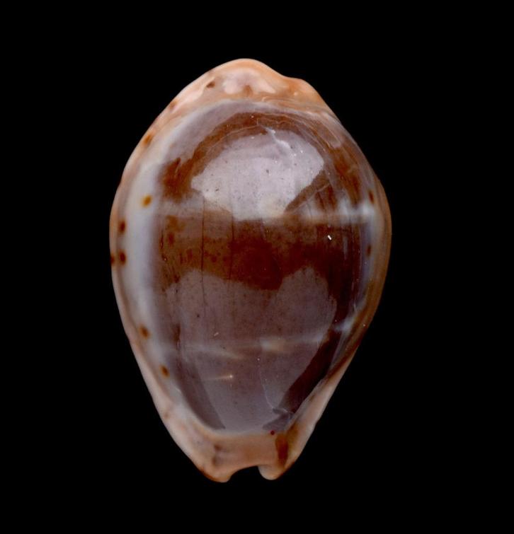 Schelpen: Cypraea androyensis 17,4mm (F++/Gem), Verzamelen, Mineralen en Fossielen, Schelp(en), Ophalen of Verzenden
