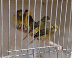 Raza espagnol, Dieren en Toebehoren, Meerdere dieren, Kleurkanarie