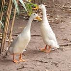 Indische loopeenden fleseenden wit, Dieren en Toebehoren, Pluimvee, Meerdere dieren, Eend