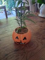Stenen pot pompoen met gezicht, Ophalen of Verzenden, Gebruikt, Overige typen, Halloween of Griezel