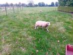 Dekram, Mannelijk, Schaap