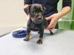 Dwerg Pinscher reutje geboren 21-09-2025, Dieren en Toebehoren, Rabiës (hondsdolheid), 8 tot 15 weken, Eén hond, Nederland