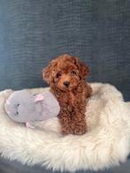 Prachtige toy poedel pups, Poedel, Parvo, Reu, 8 tot 15 weken