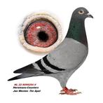 Duiven Rechtstreekse Jan Westen-Heremans, Dieren en Toebehoren, Vrouwelijk, Postduif