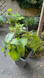 Brugmansia’s, Ophalen, Zomer, Overige soorten, Volle zon