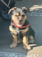 Boomer pomeriaan mix pup 16 weken, Dieren en Toebehoren, 15 weken tot 1 jaar, CDV (hondenziekte), Teef, Eén hond