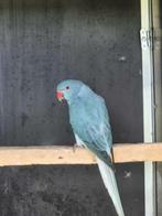 halsbandparkiet 2025 pop blauw opaline witkopwitstaart, Dieren en Toebehoren, Vogels | Parkieten en Papegaaien, Vrouwelijk, Parkiet