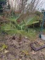 Palmboom, Ophalen of Verzenden, Gehele jaar, Volle zon