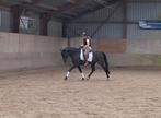 [NIEUW] Leuke KWPN 5 jarige zwarte ruin, zadelmak., Dieren en Toebehoren, Paarden, Gechipt, Ruin, Dressuurpaard, 3 tot 6 jaar
